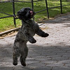 Dogman 31 : 