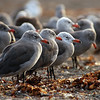 Cambria Birds : Twenty-nine species of seabirds breed in California and nest primarily on offshore rocks and islands along the entire coast. California seabirds face a variety of threats, including exotic predators, habitat change, oil and chemical pollution, domoic acid poisoning, changes in prey resources, commercial and recreational fishing gear interactions, and human disturbances of roosting sites and breeding colonies.
