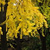 Central Park in Autumn : For the most dramatic autumnal display, Central Park sets the standard and offers the most diverse collection of trees featuring a rainbow of hues. The colors can reach their peak anytime between the last weeks of October and the last weeks of November depending on the climatic conditions, so it's best to check with the park rangers to find out exactly where in the process the foliage stands before starting out. There's usually one weekend in the season when the colors are at their most brilliant and not to be missed.