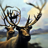 LensBaby @ AMNH : 